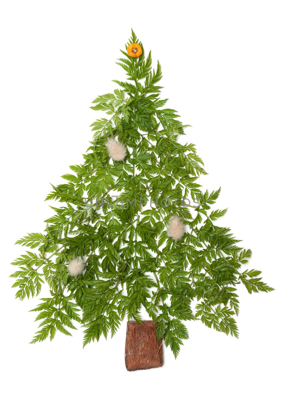 Decorative cristmas spruce from green herb put on white background