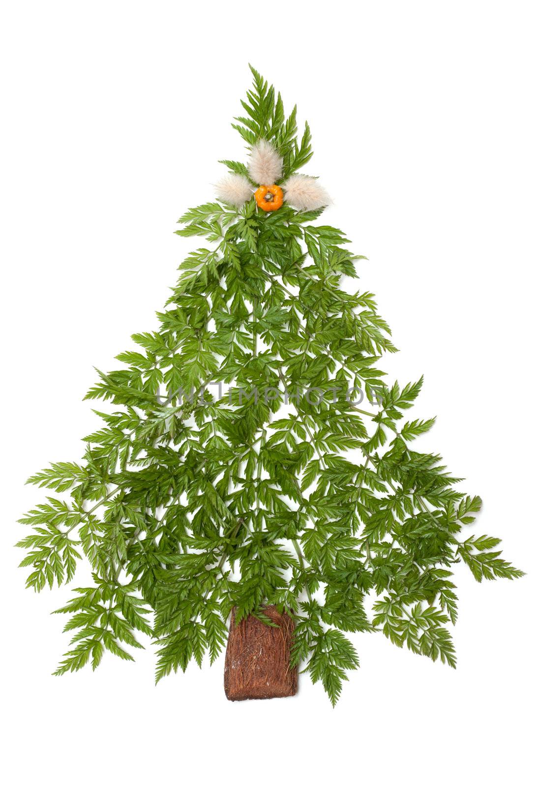 Decorative cristmas spruce from green herb put on white background