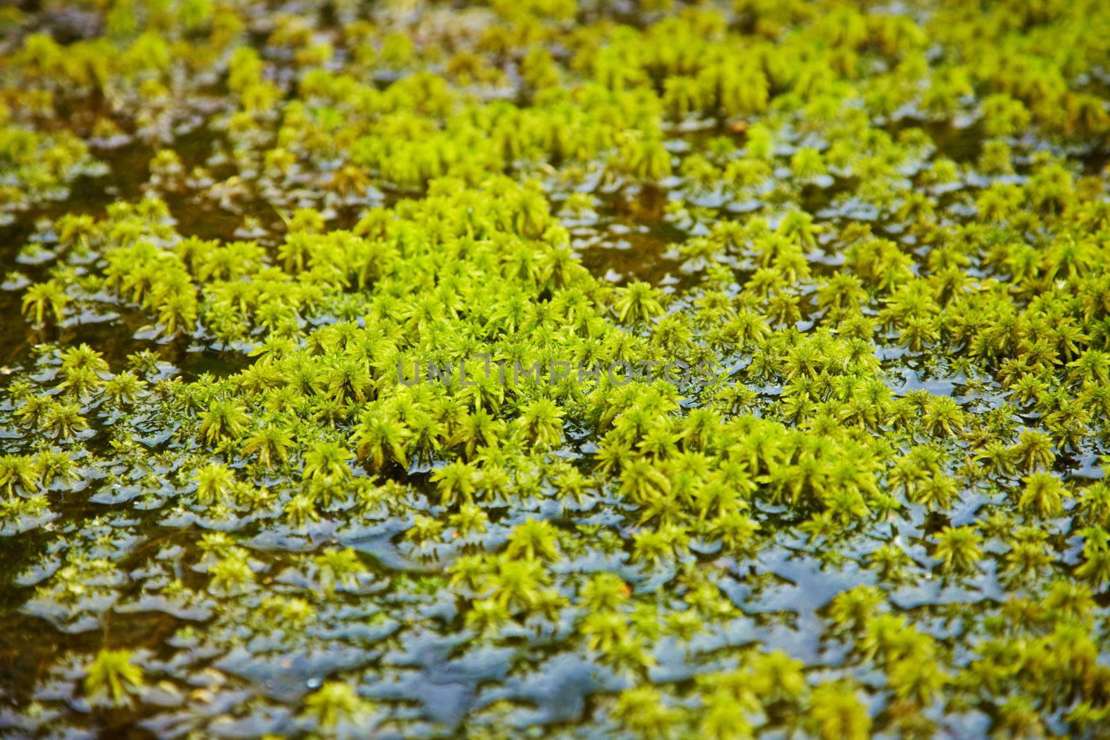 Marsh northern moss grows among water close up