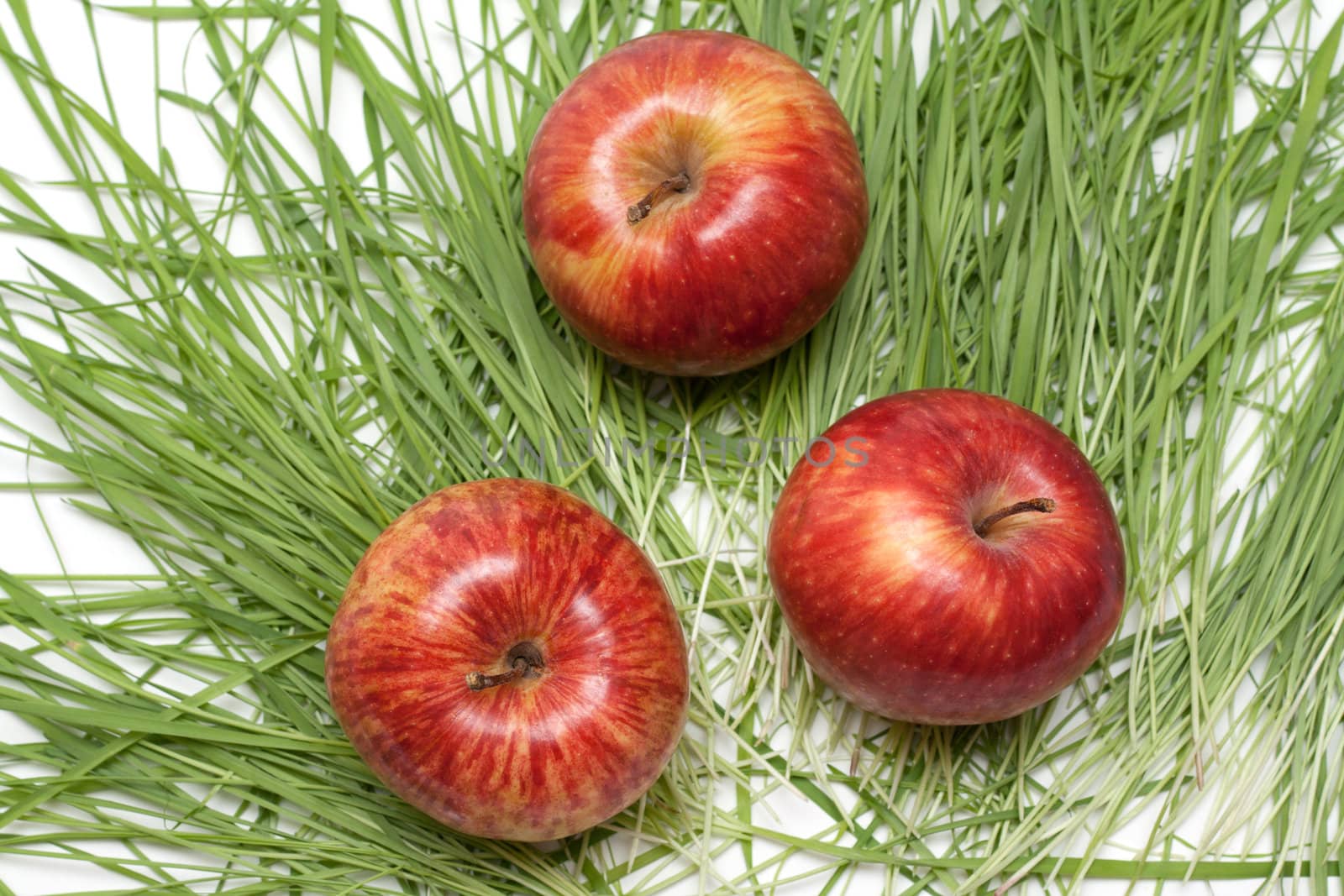 Three red apples to rest upon green herb