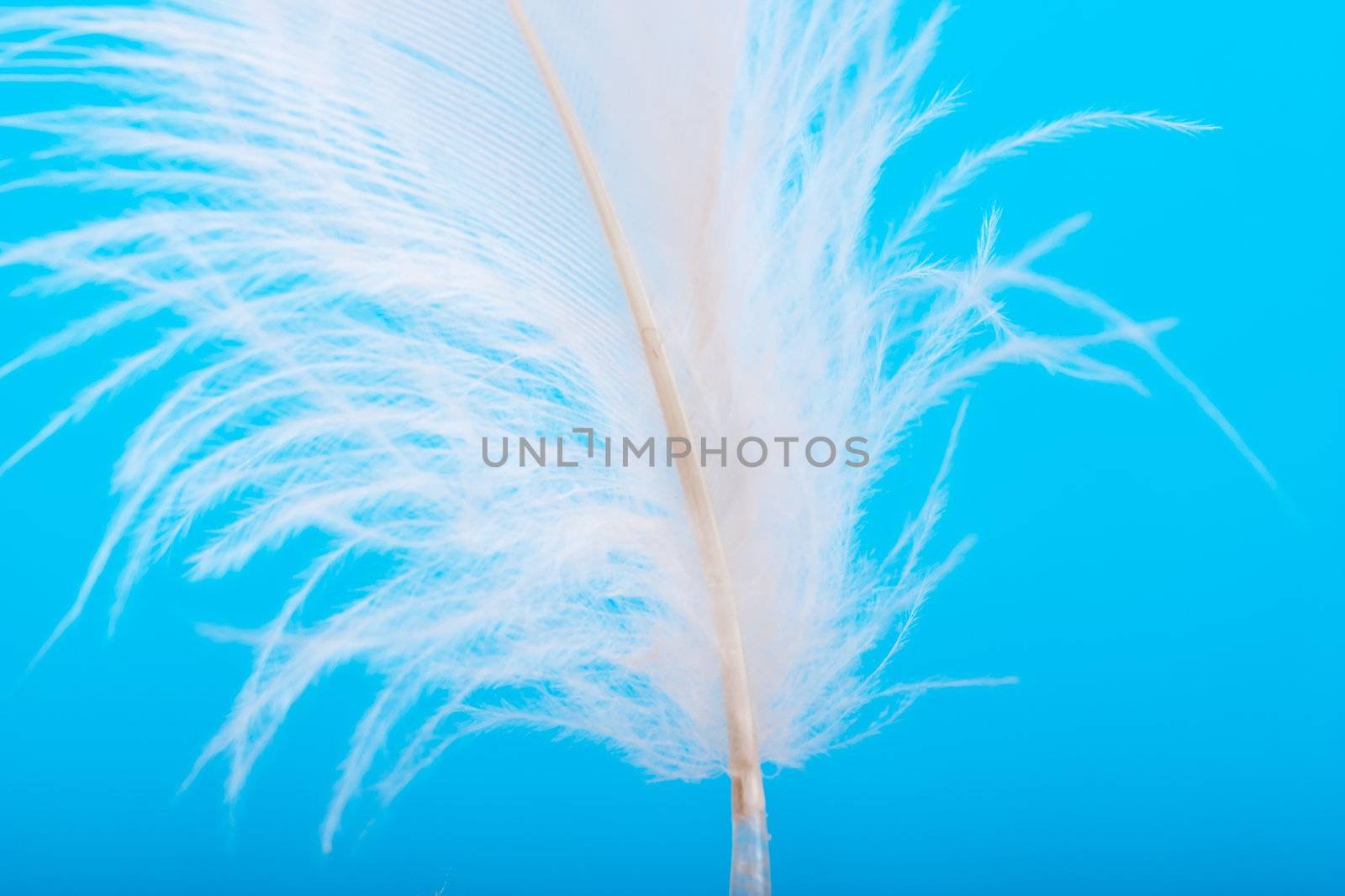 Closeup view of a feather on a blue background