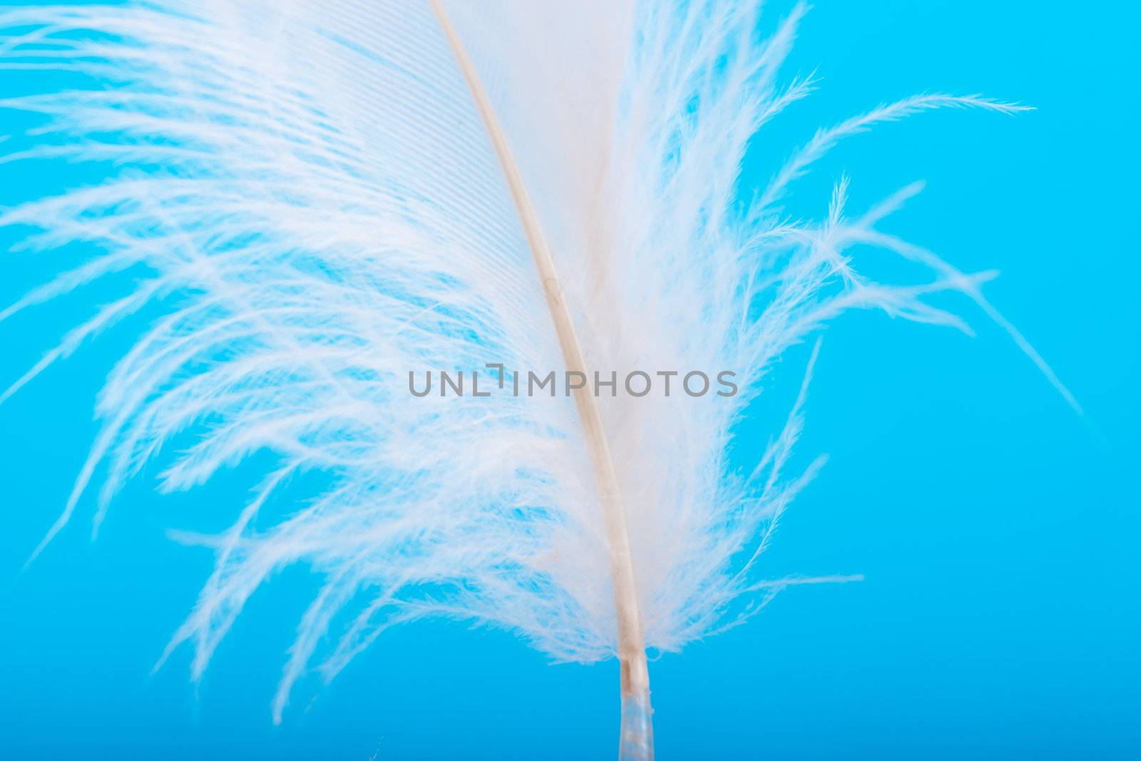 Feather by AGorohov