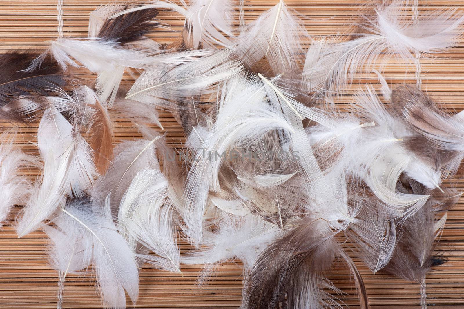 Feathers by AGorohov
