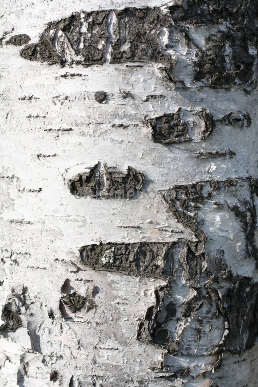 Birch cortex, invoiced skin, wooden background