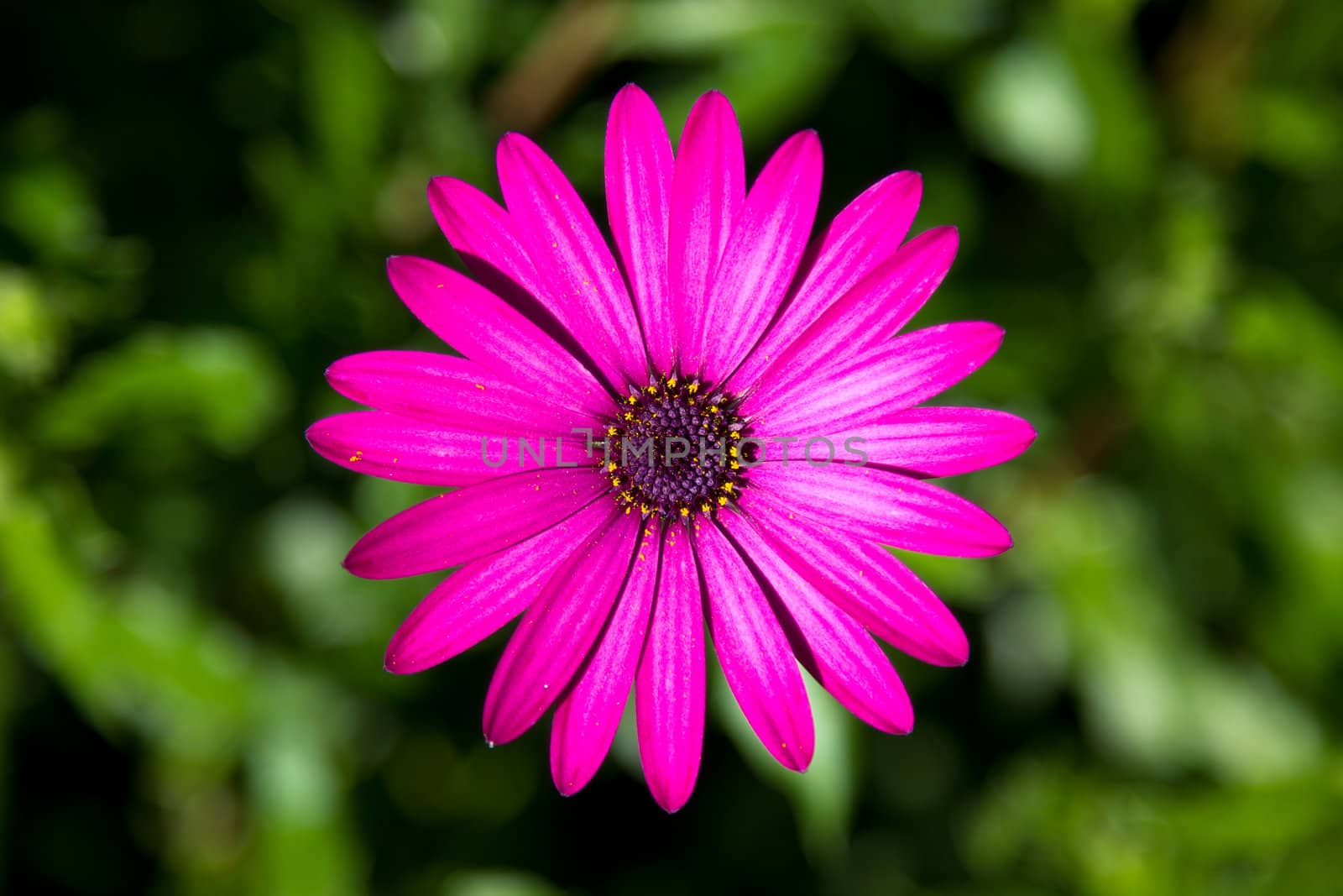 one pink flower isolated on green background
