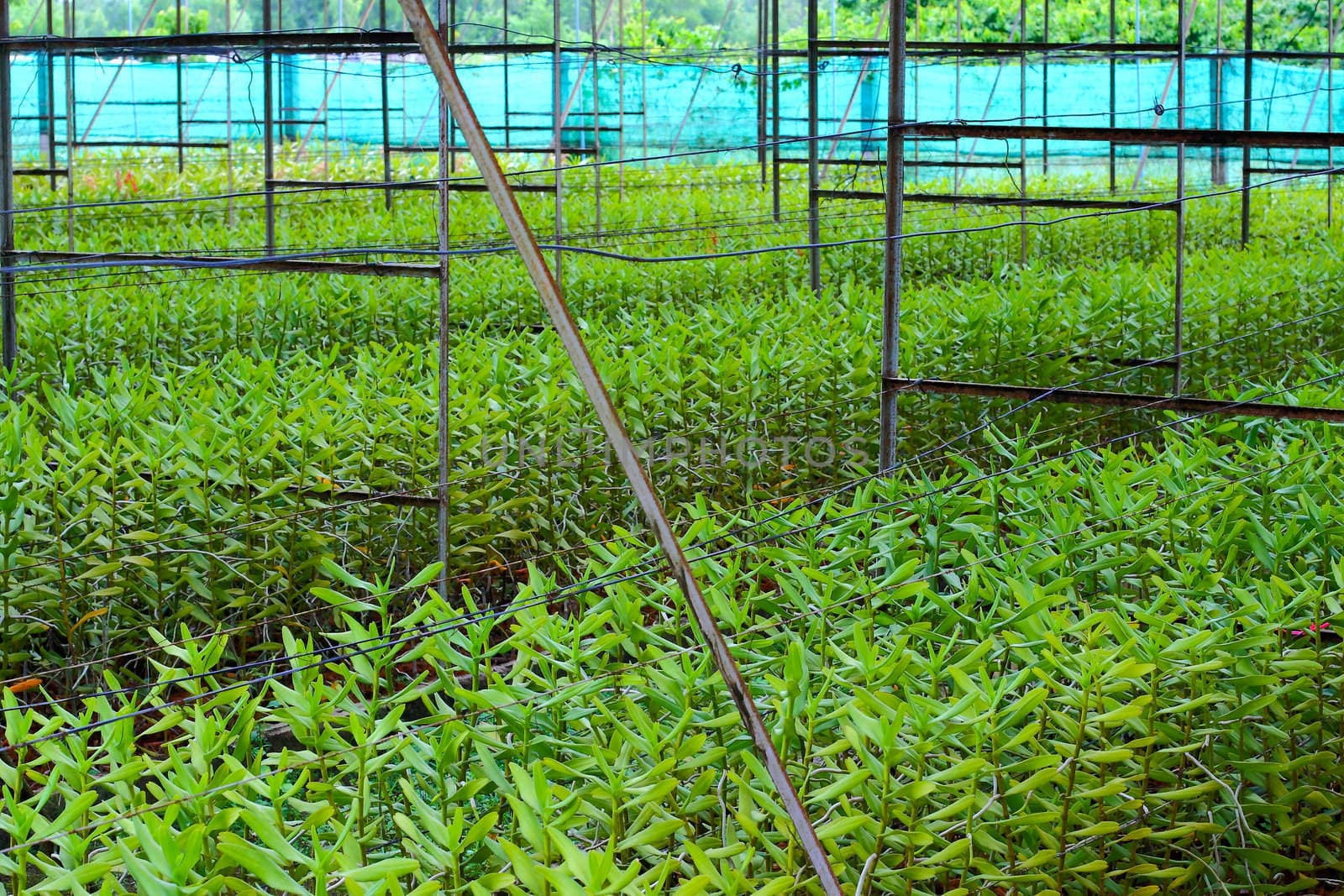 Orchid in a nursery ,Orchid house