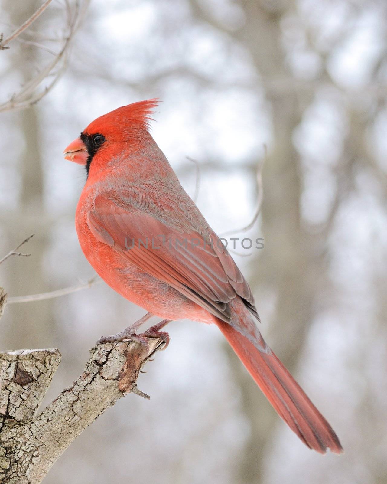 A male cardinal perched on a tree branch.