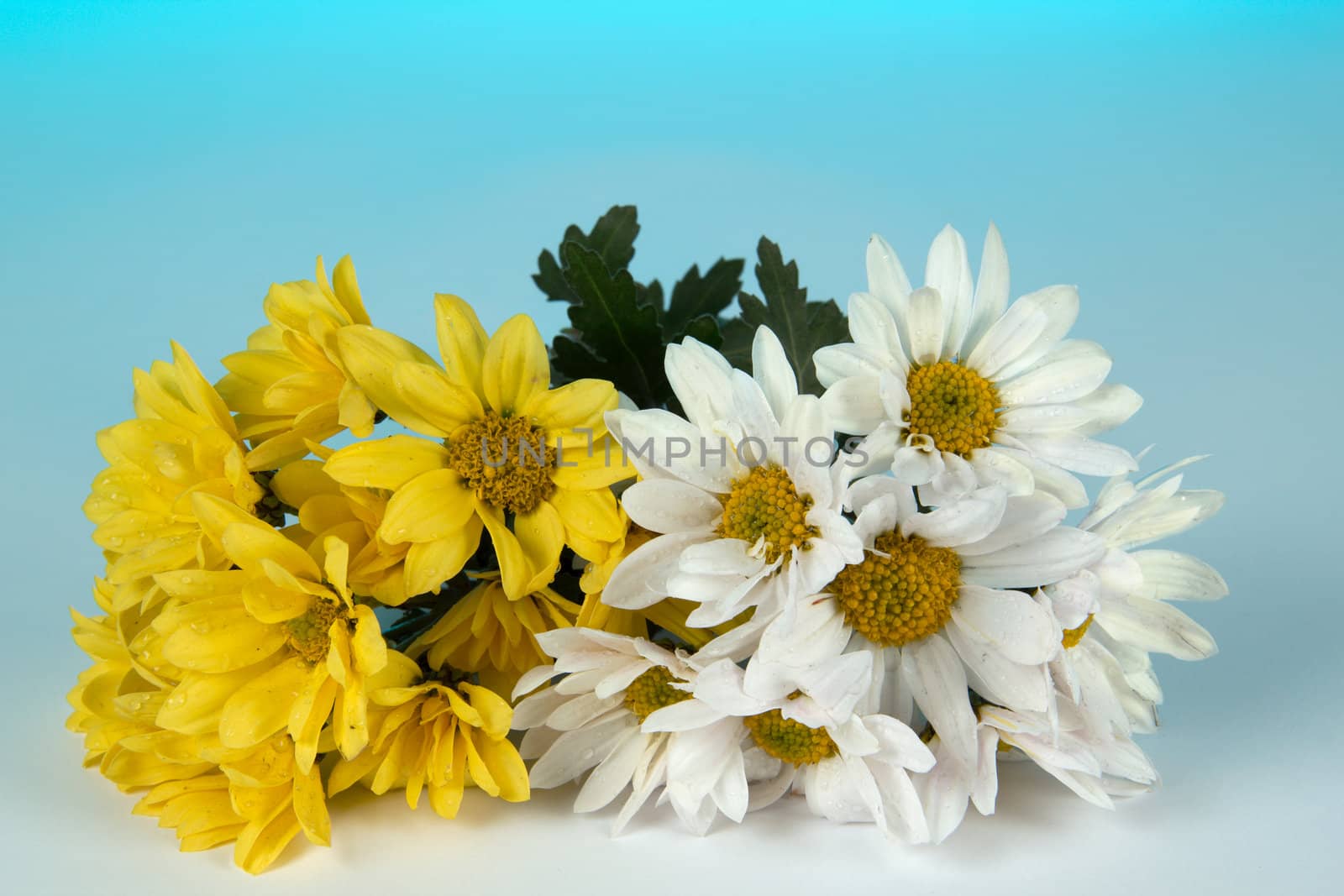 Bouquet of chrysanthemums on a blue background
