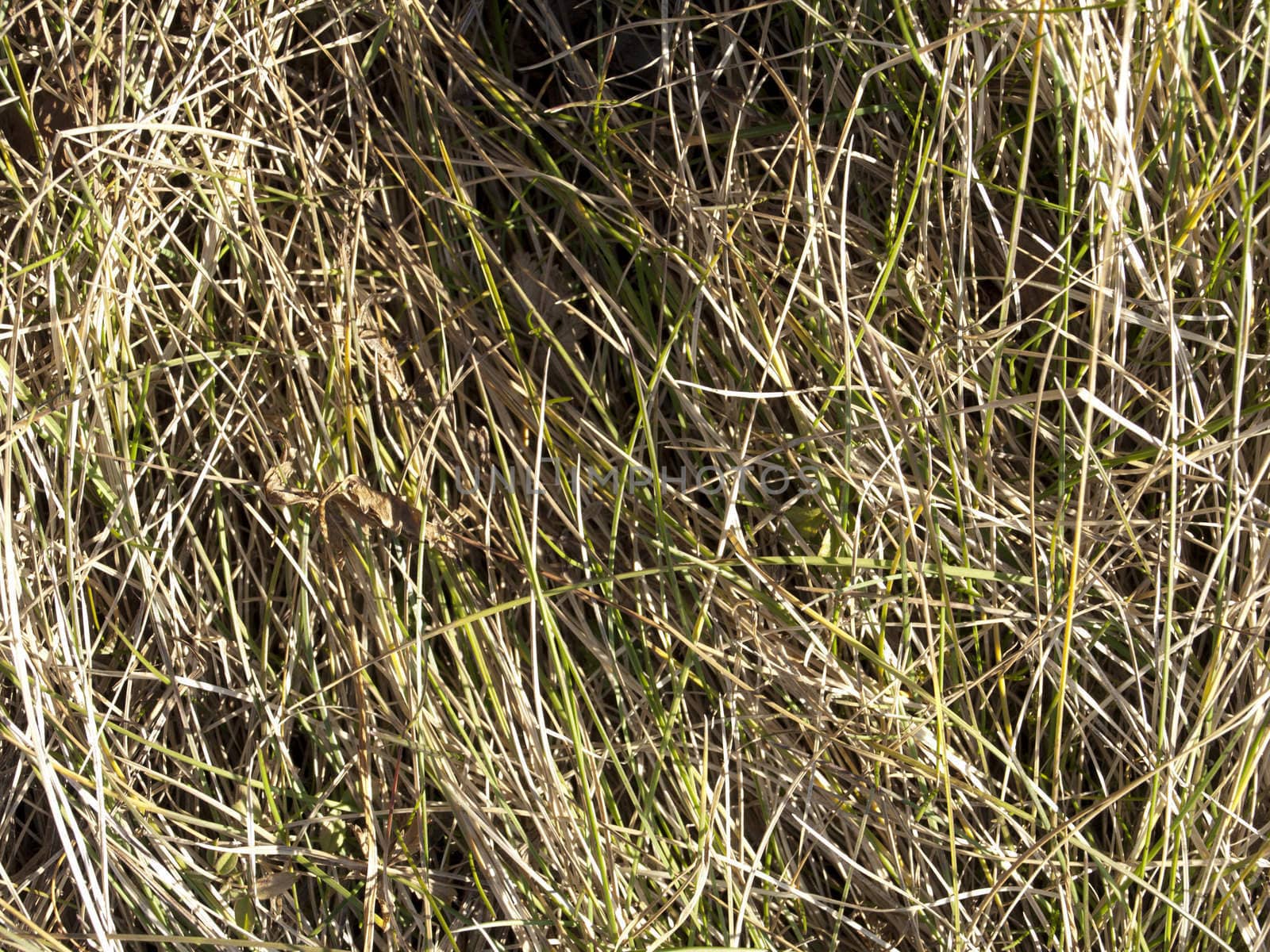 Texture_grass by jochenteschke9