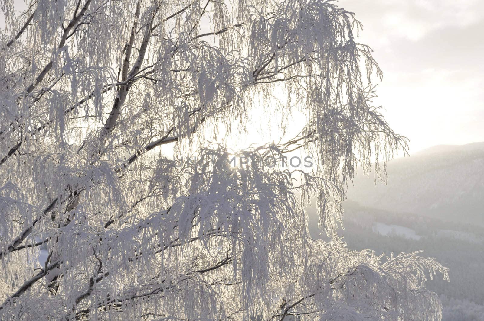 a birch in sunshine on a cold winterday