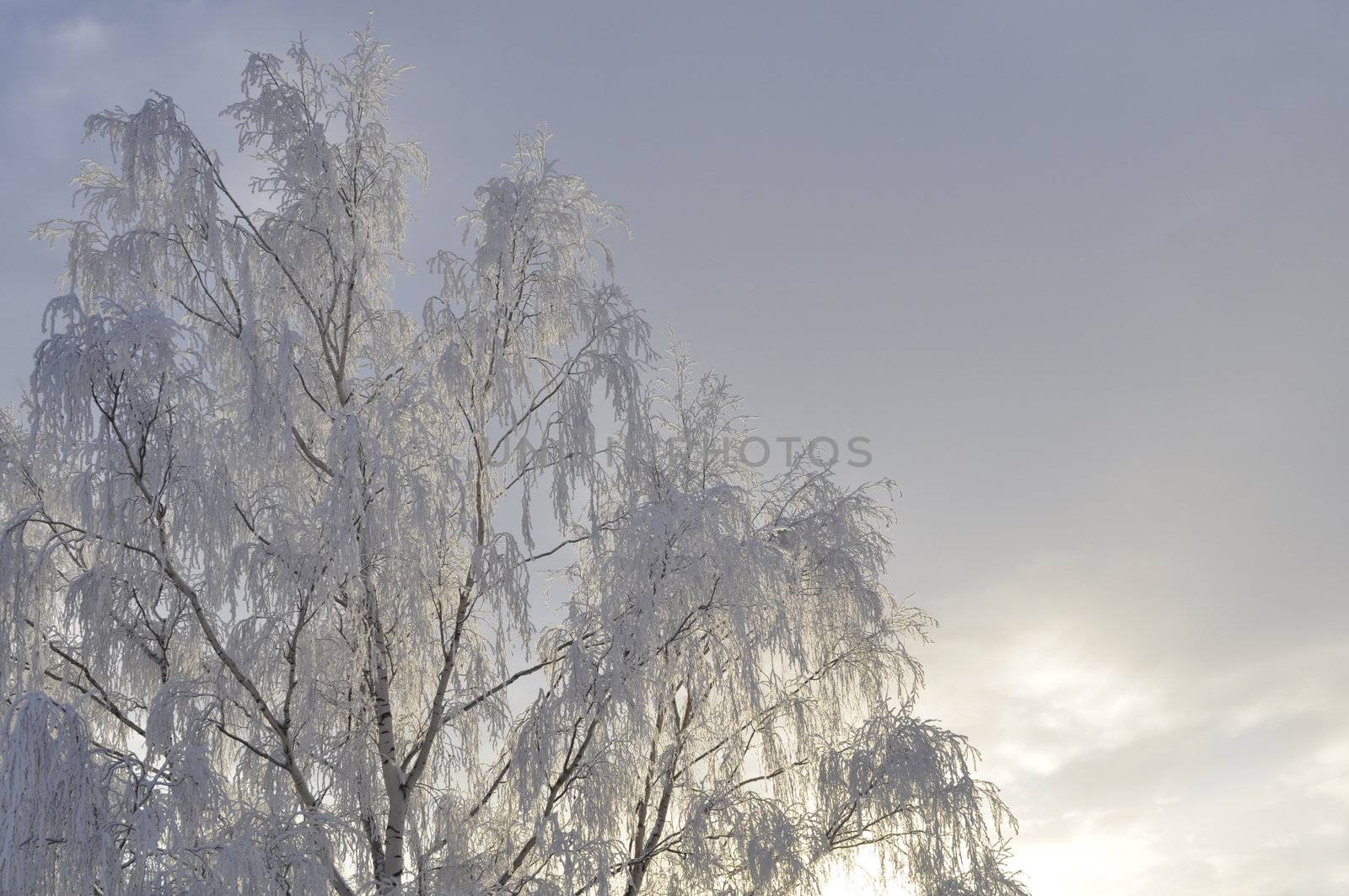 birch in wintersunshine by kalleballes