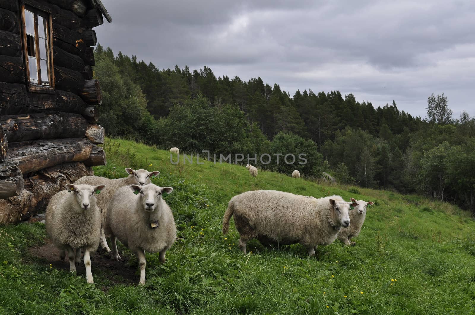 sheeps in mountain environment by kalleballes