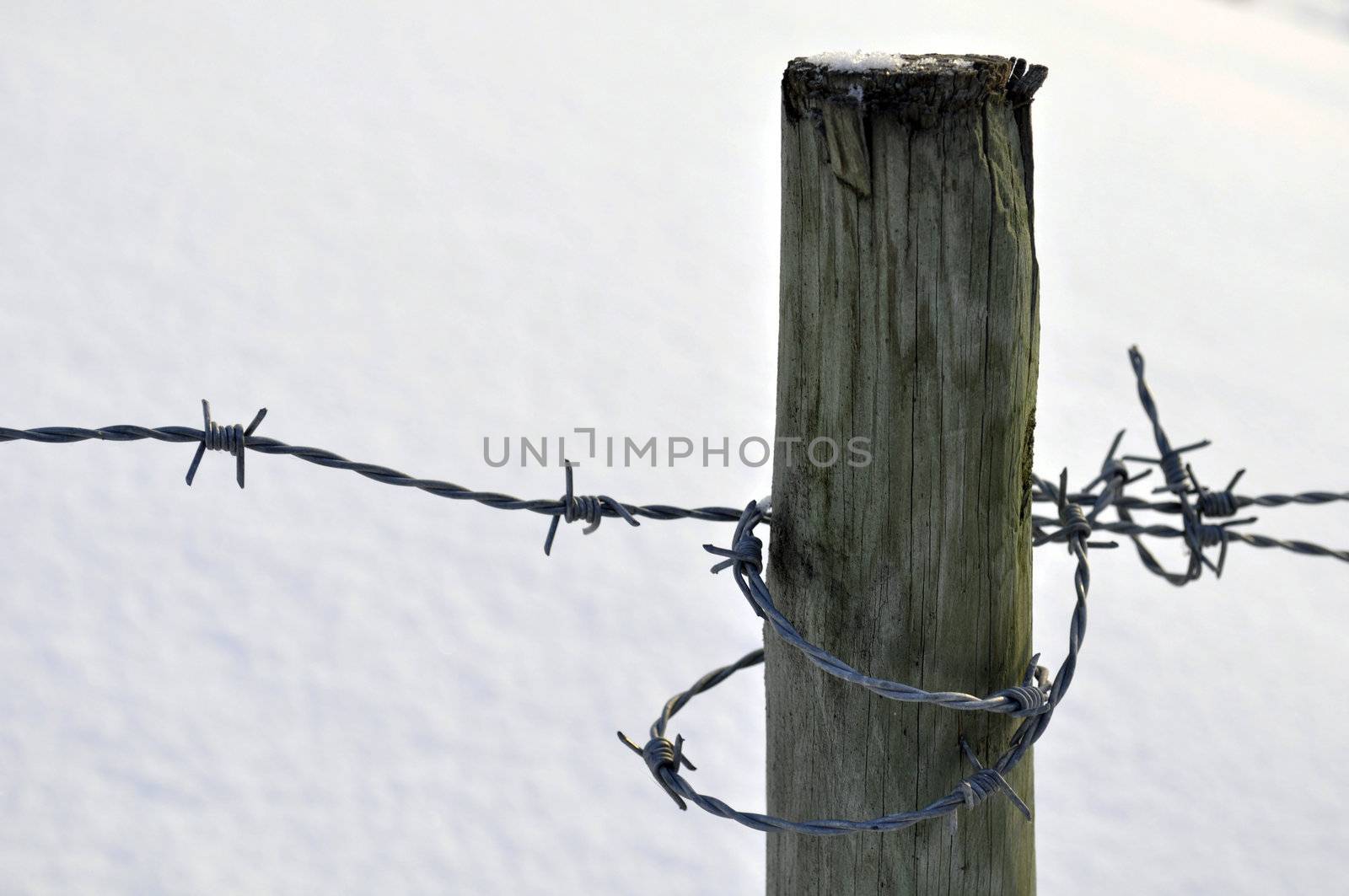 barbed wire by kalleballes