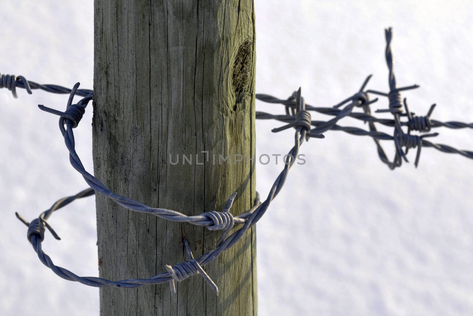 a barbed wire in winter