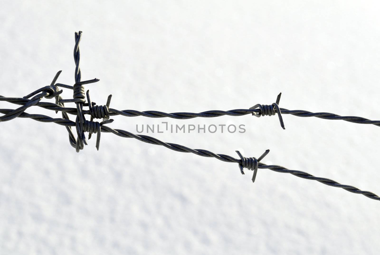 barbed wire by kalleballes