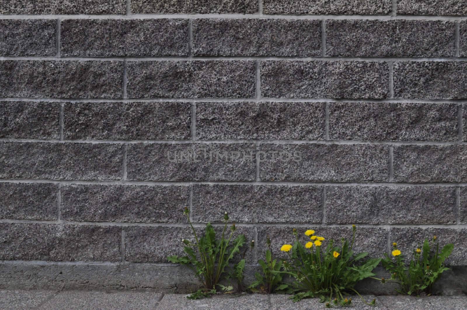 flowers groving in the wall