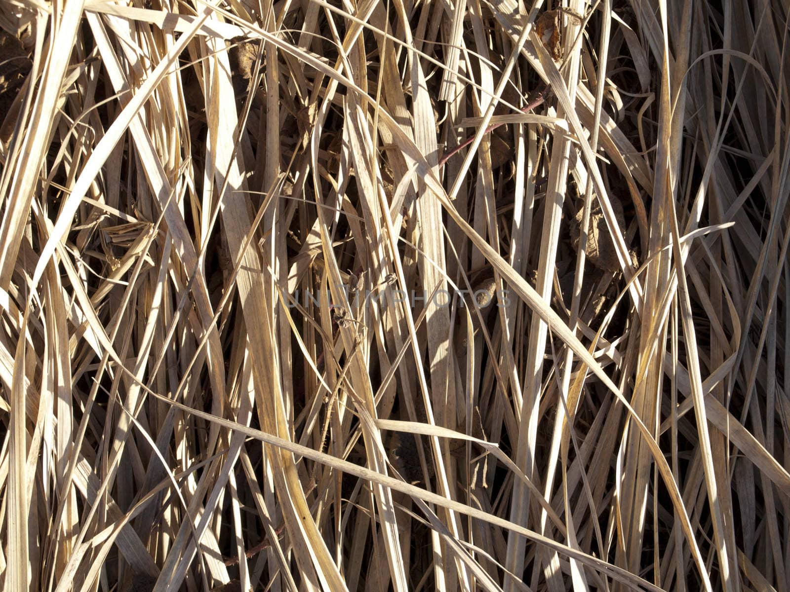 A grass texture