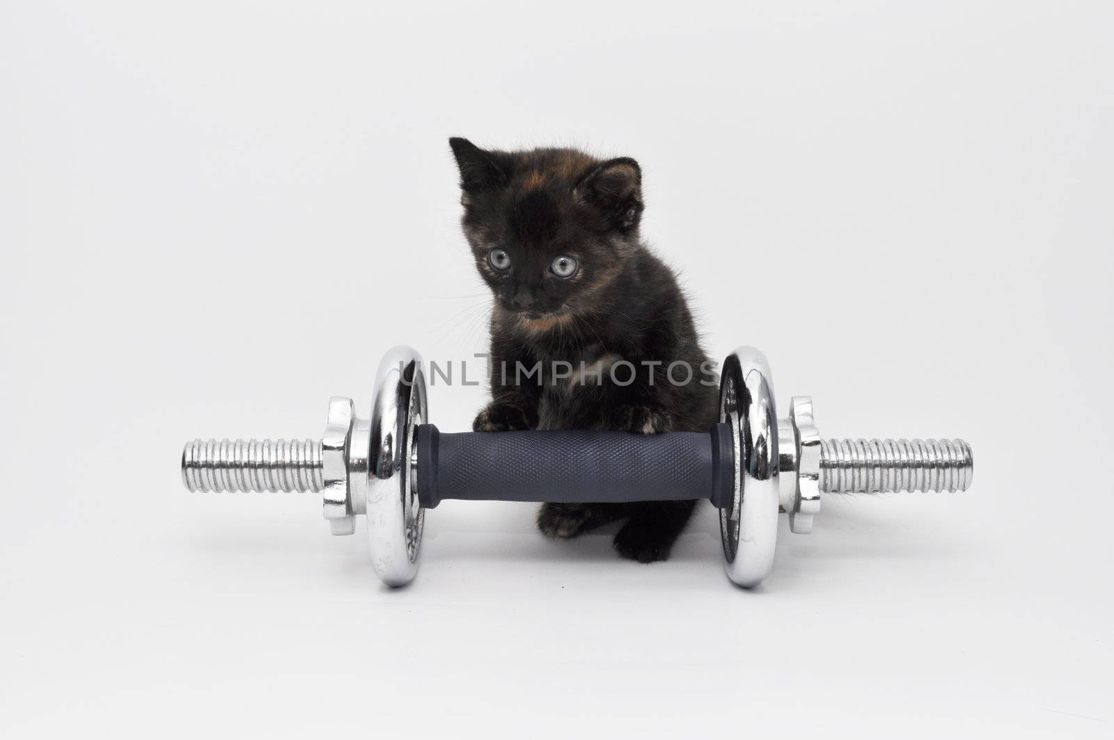 kitten workout by kalleballes