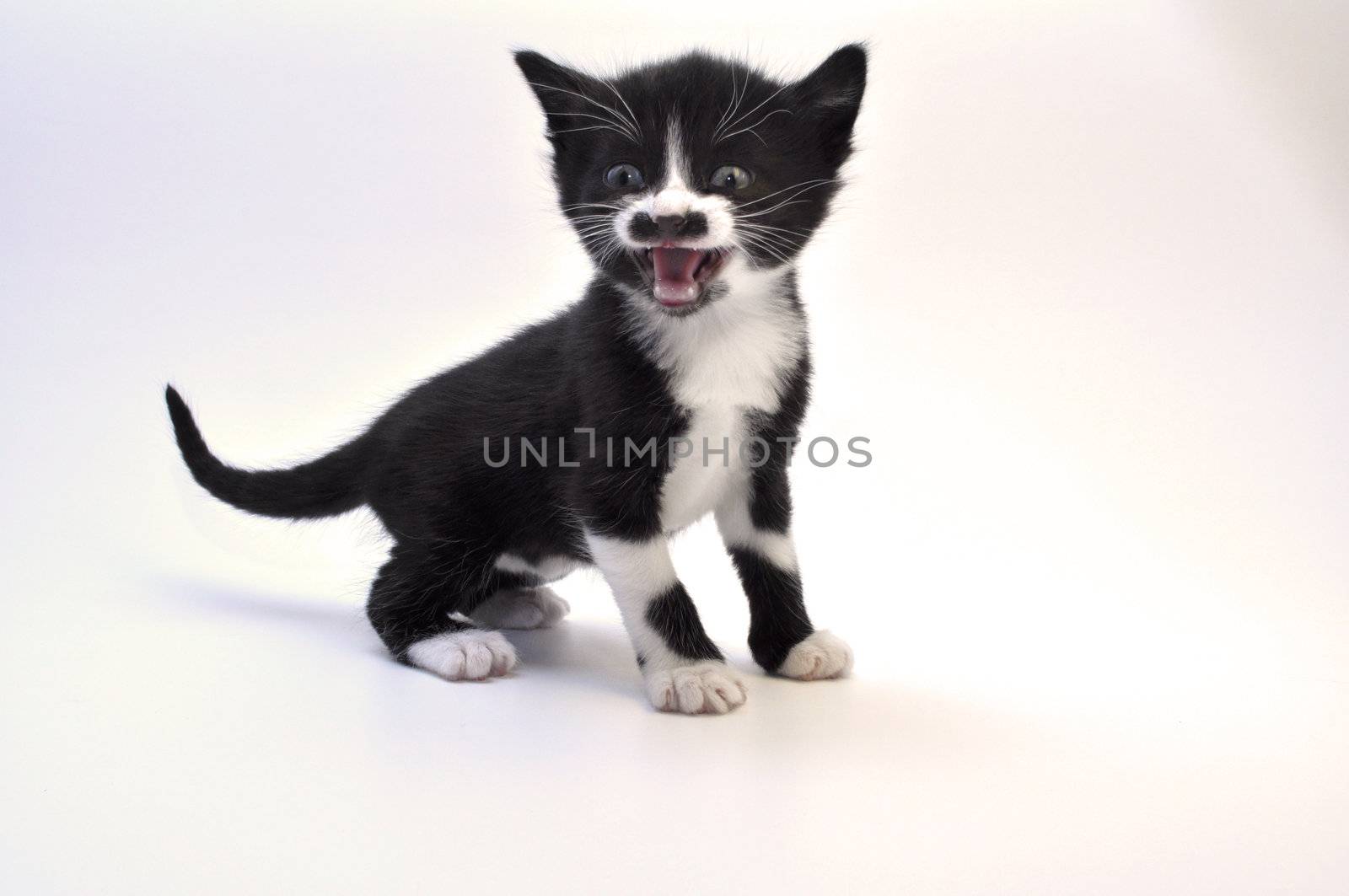 a citten roar