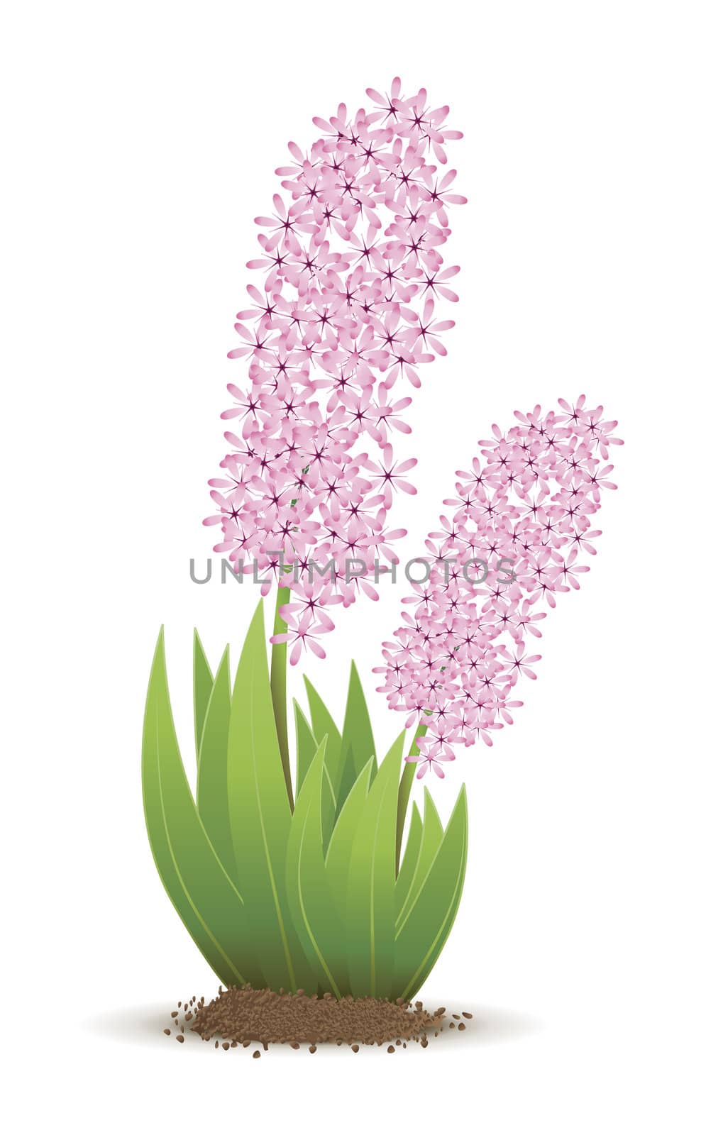 An image of a beautiful pink hyacinth