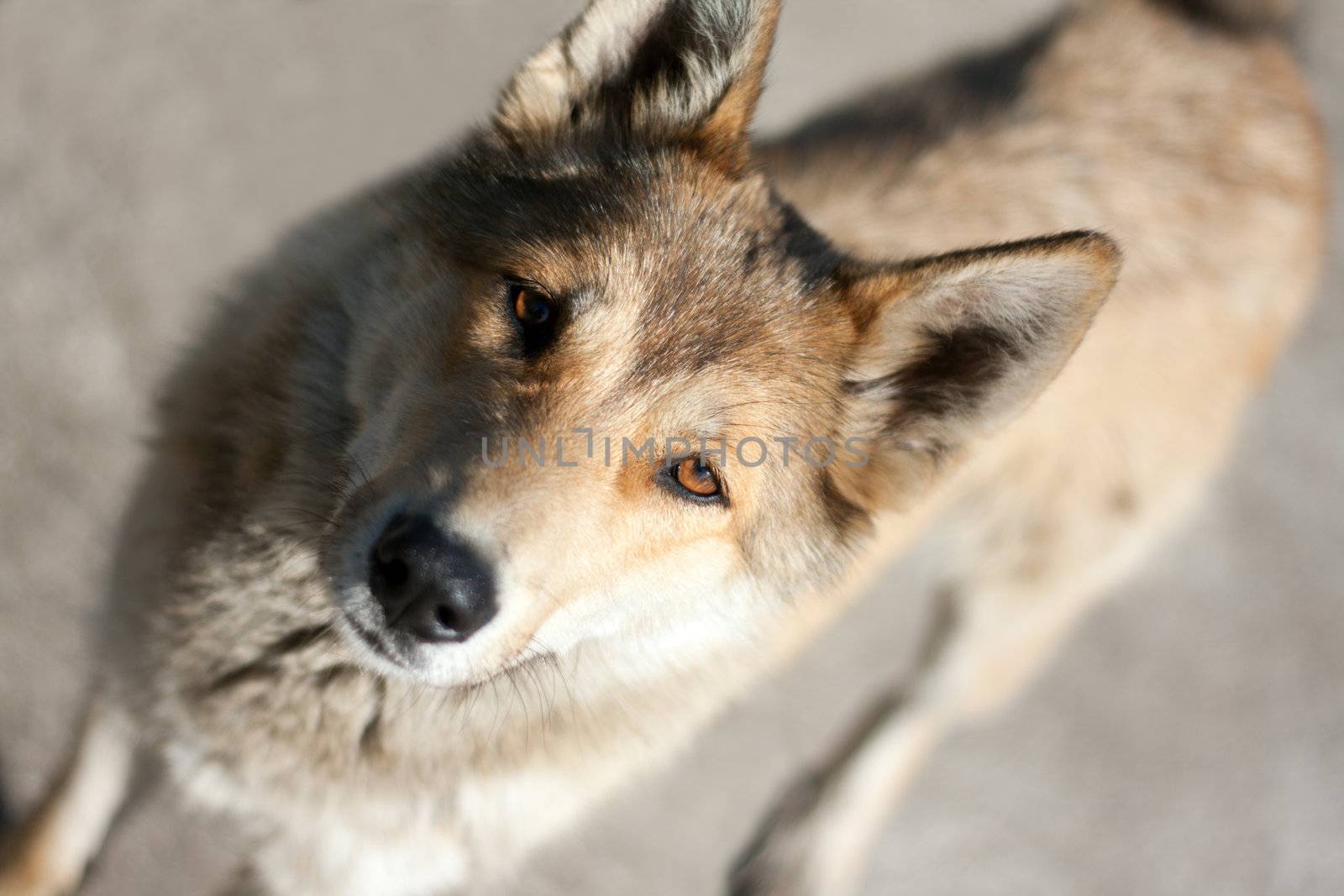 Wistful glance of the hungry stray dog
