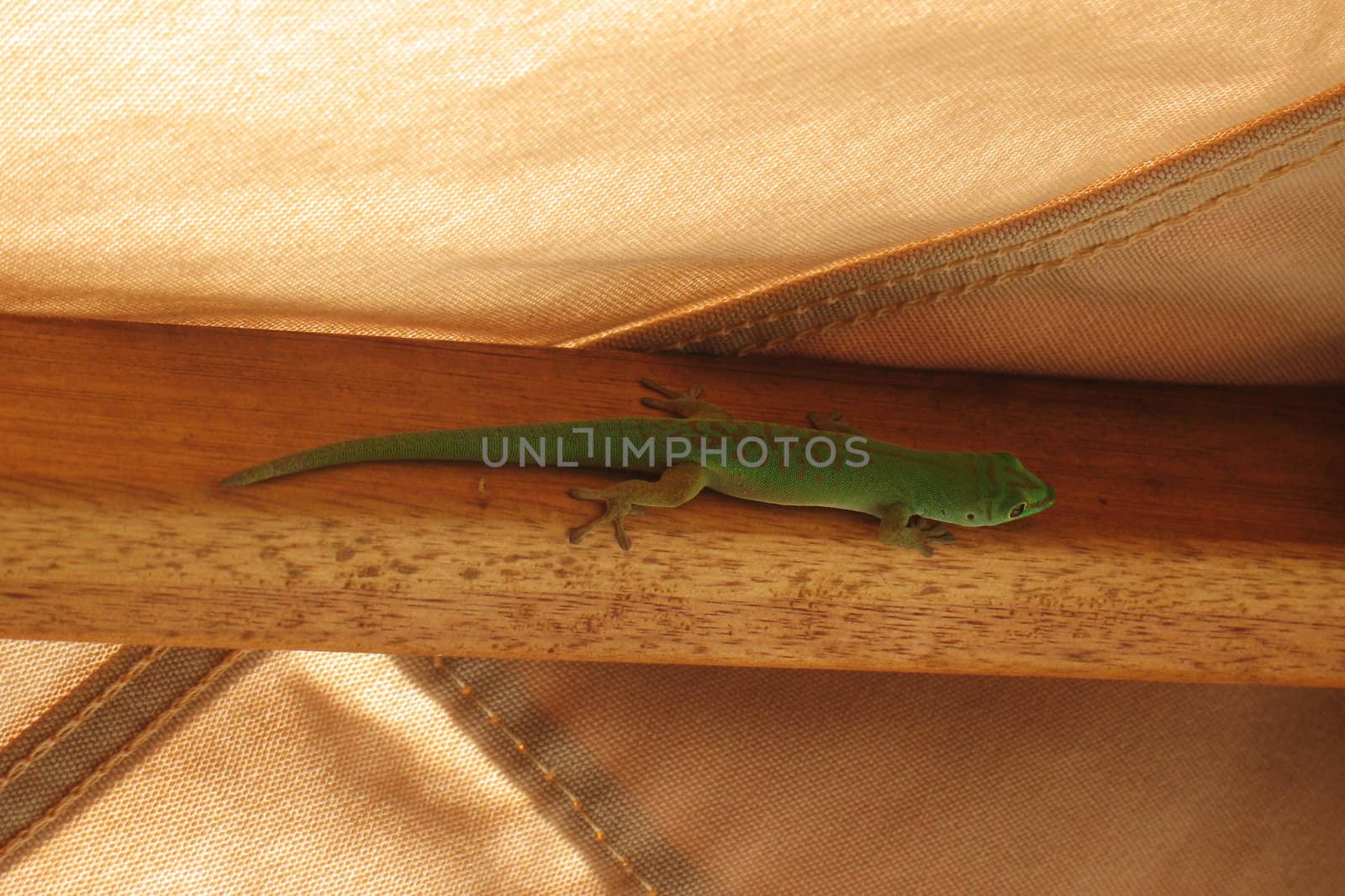 Little green gecko by Vitamin
