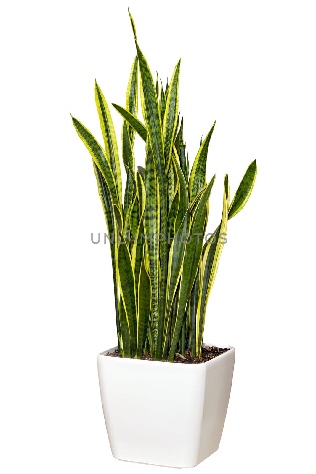 Sansevieriya houseplant in a pot large white isolated on white background