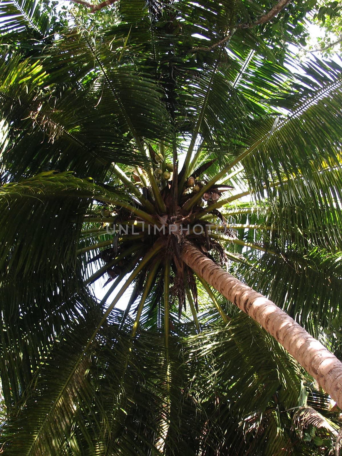 Parasol of palm leaves
