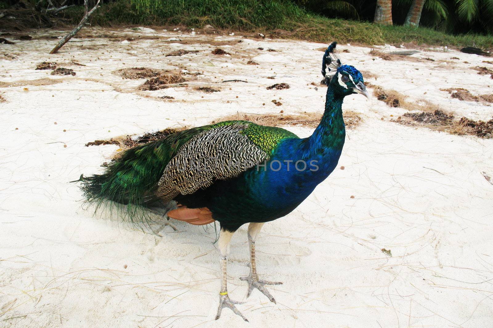Peacock walking on the sand beach