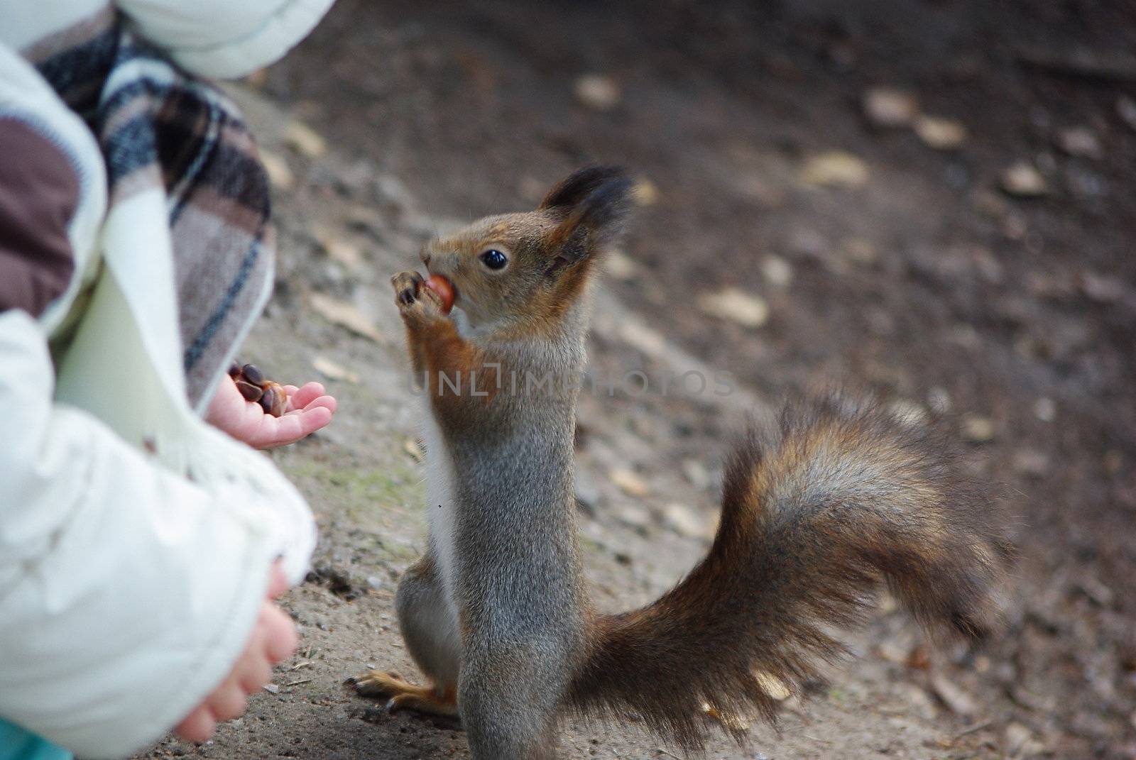 Child feeding squirrel nuts