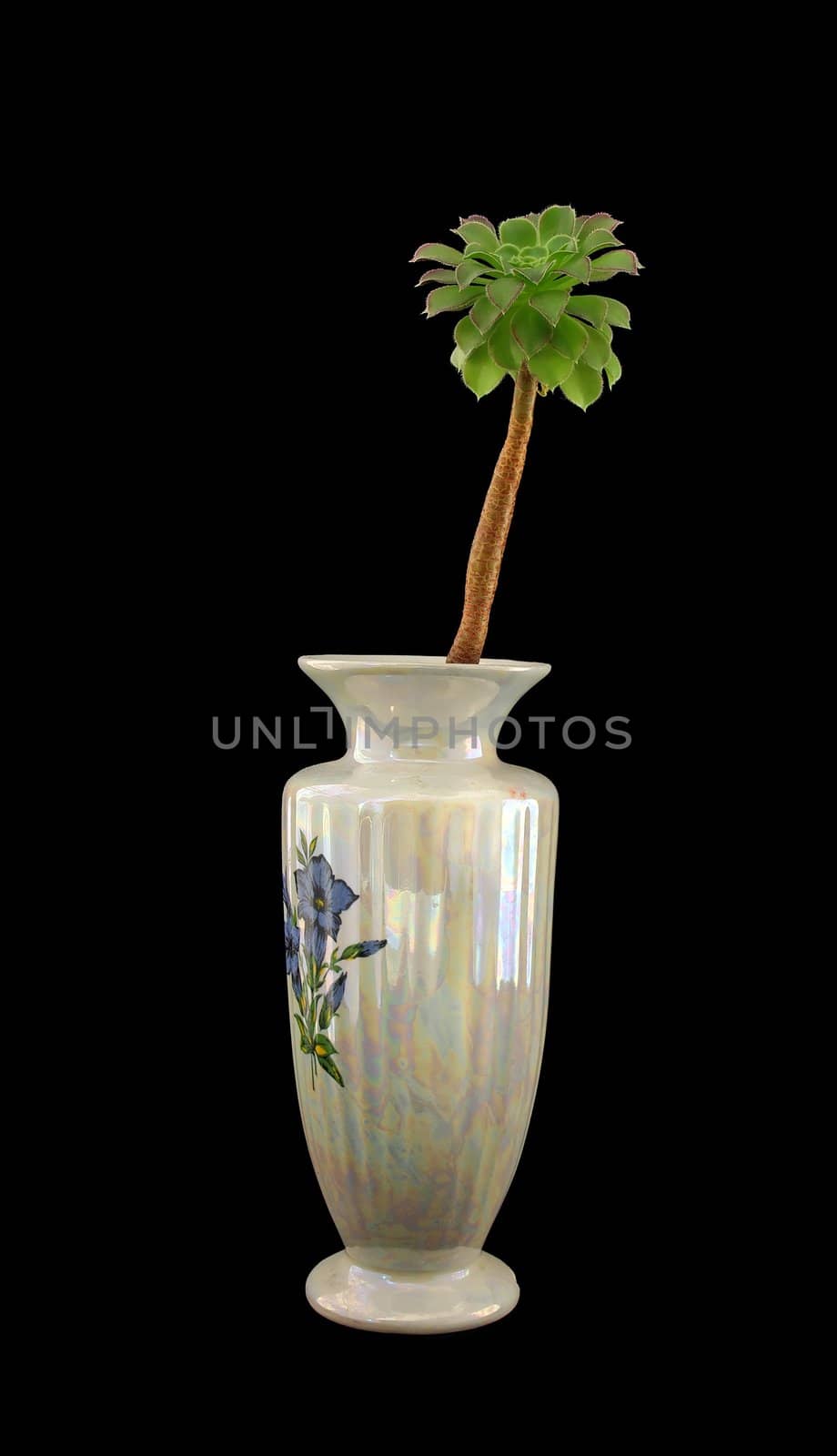 Porcelain vase with exotic plant on black background
