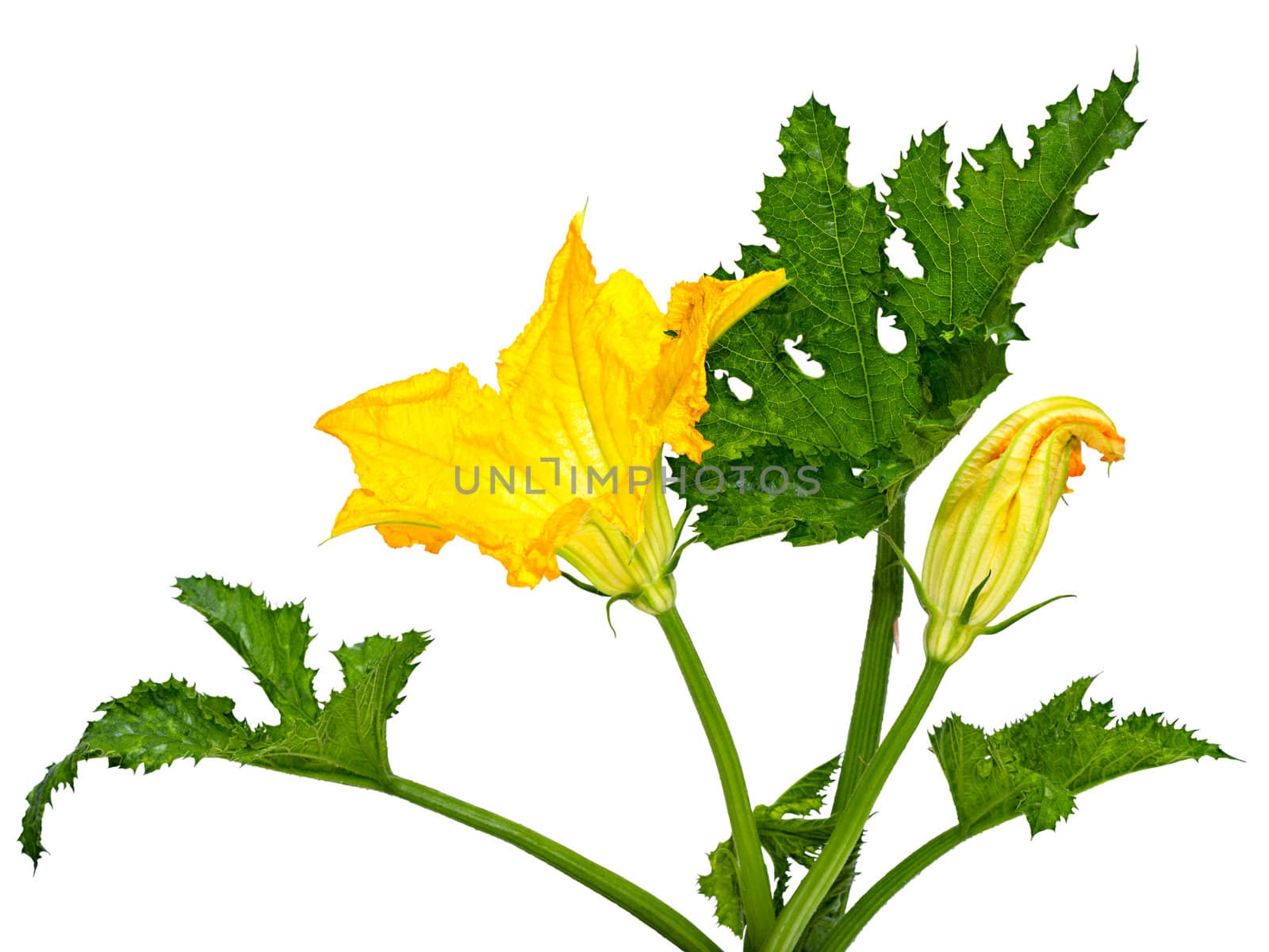 flower and leaves no zucchini isolated white background