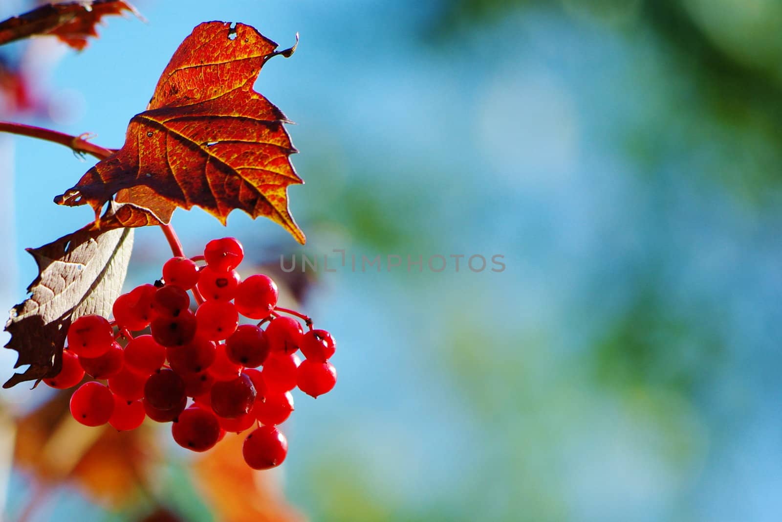 Autumn berries by Vitamin