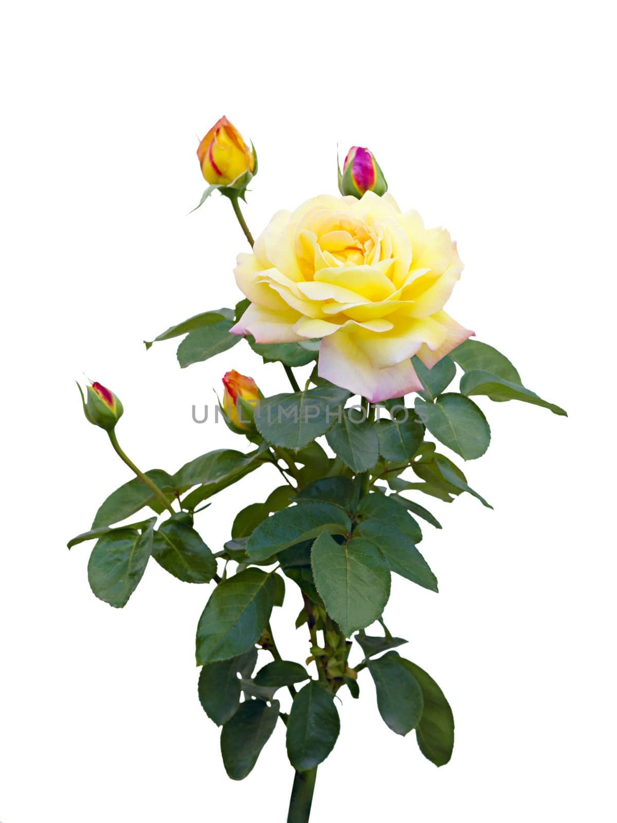 yellow rose with unopened buds on a white background by Plus69