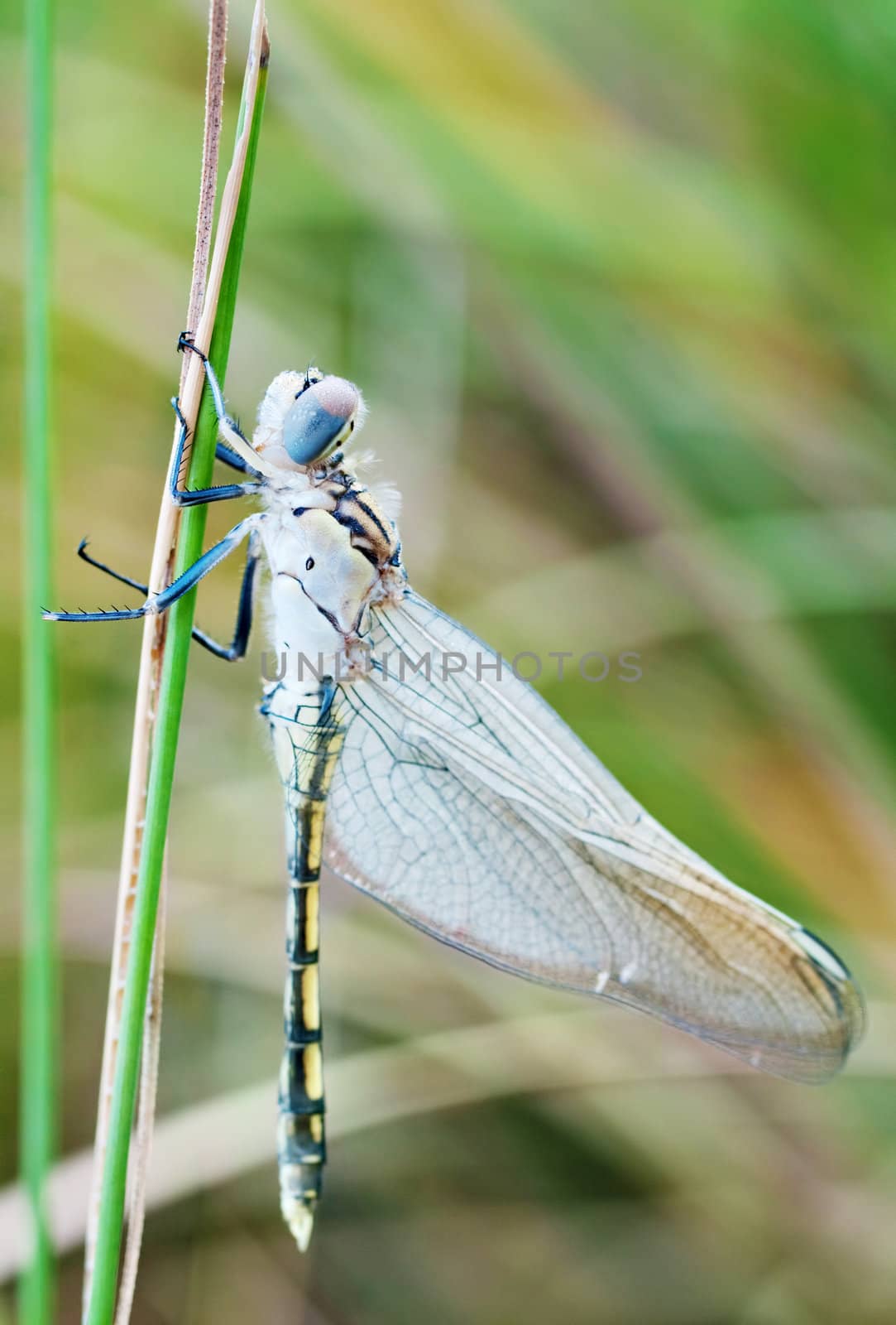 young dragonfly by clearviewstock