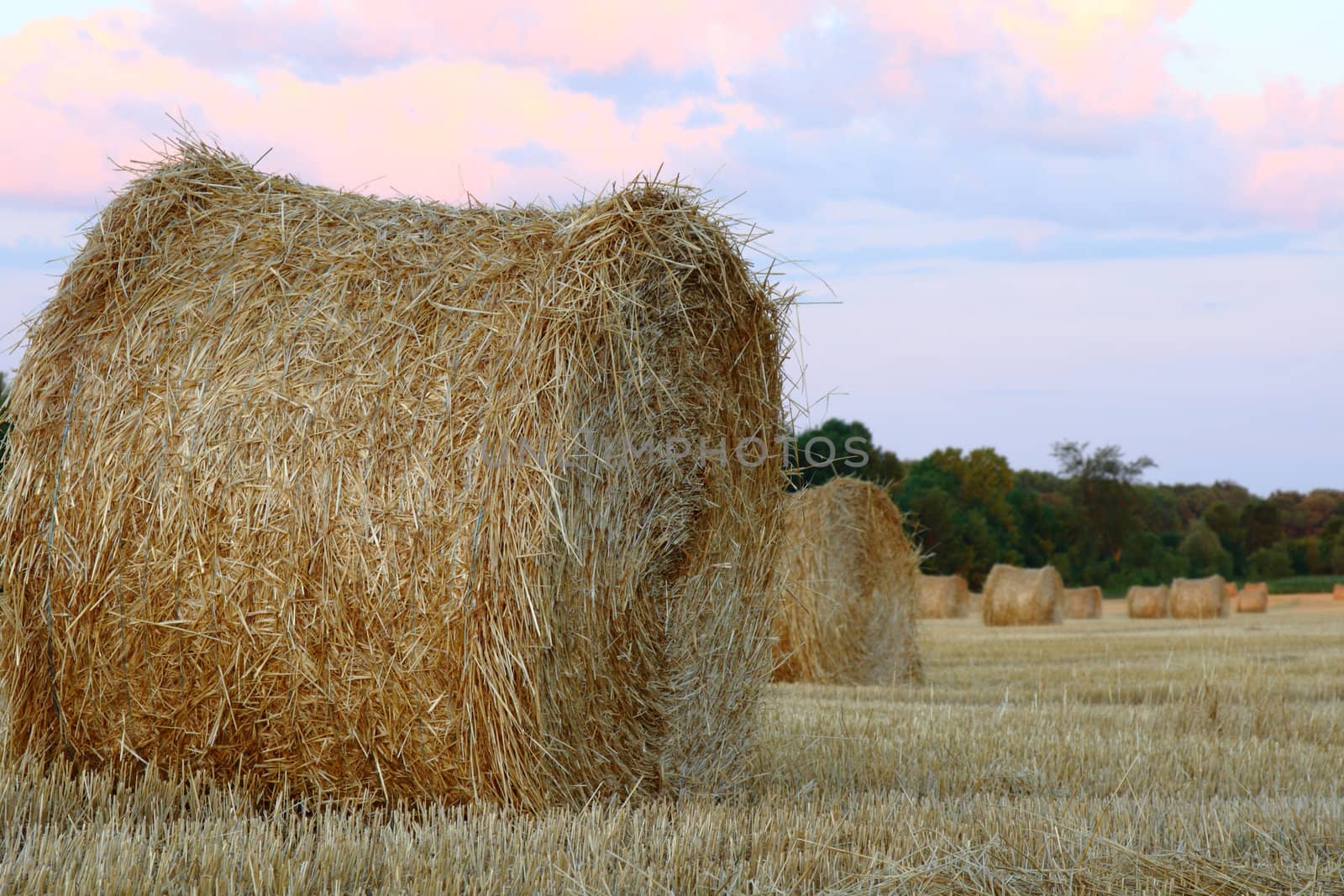 hay bales by njene