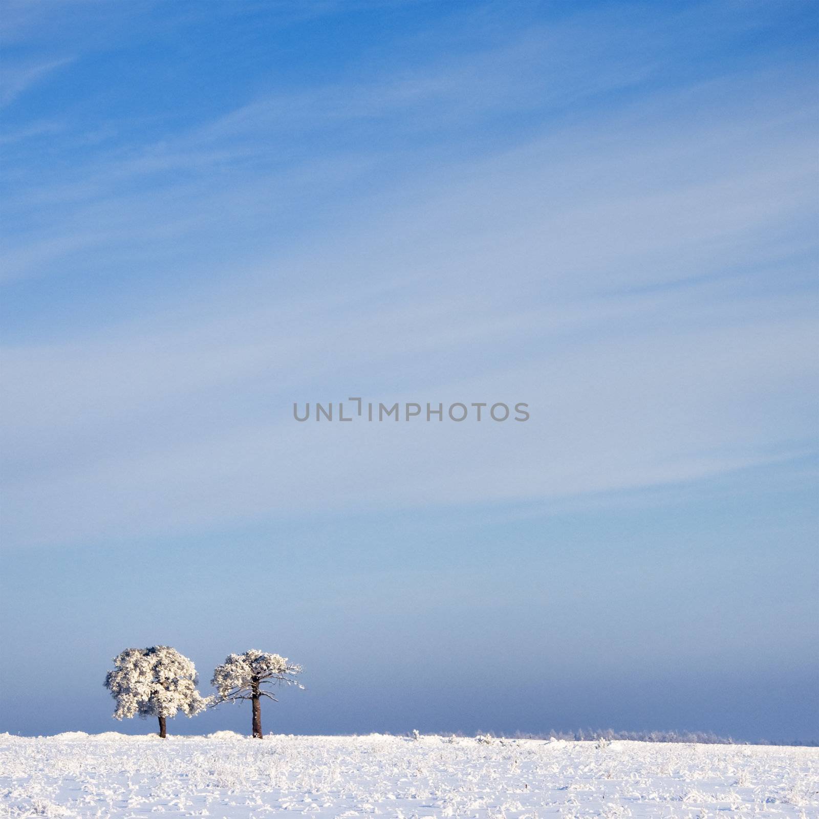 tree in frost and landscape in snow against blue sky. Winter scene