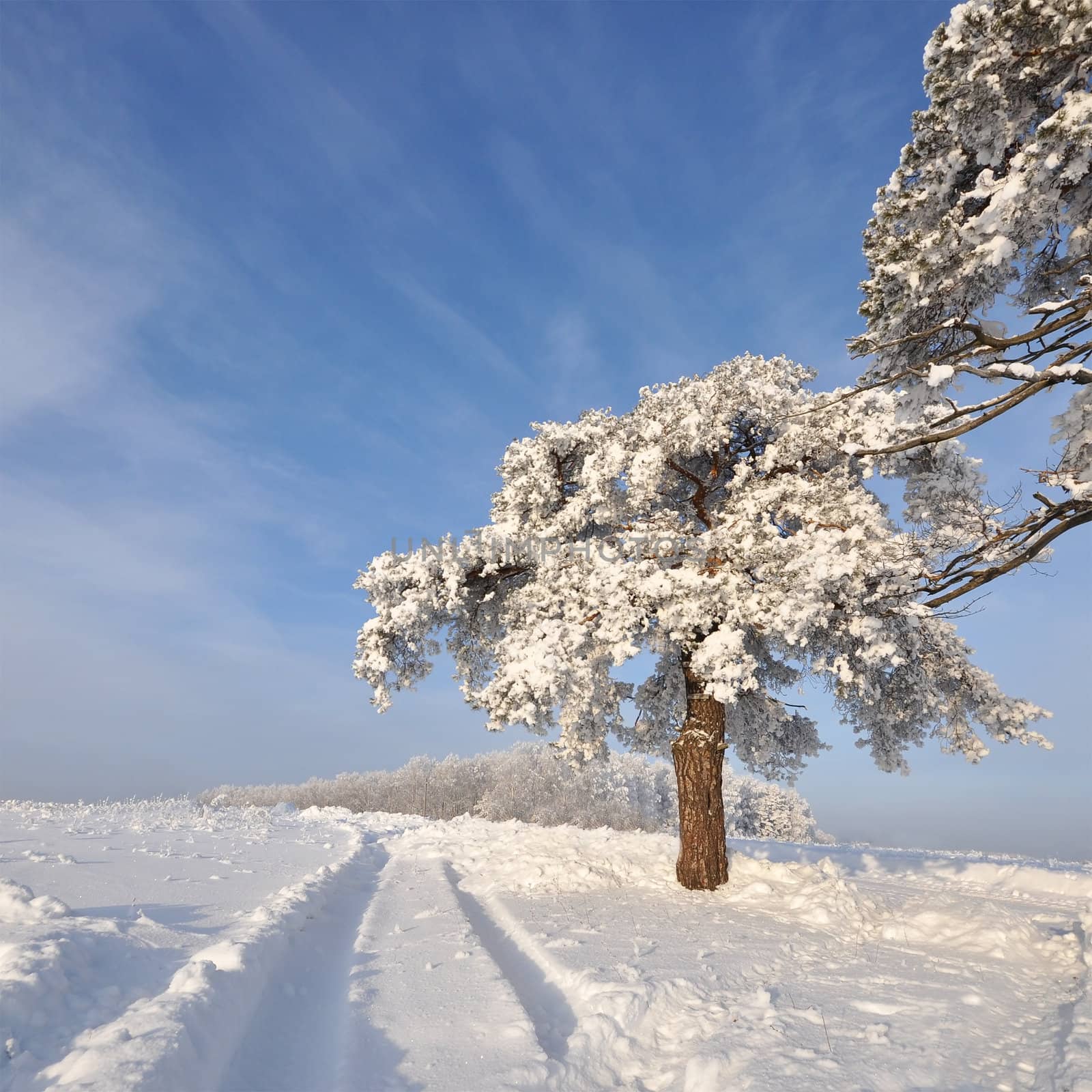 tree in winter with snow covered fields under sun