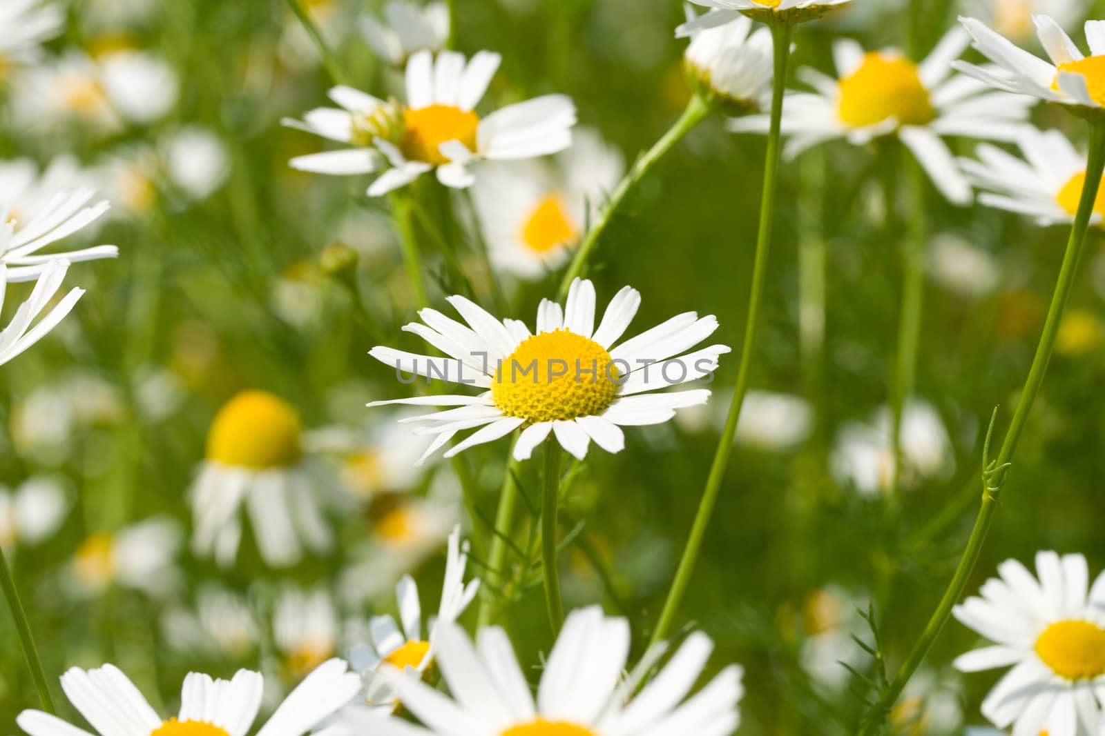 meadow with chamomiles, selective focus