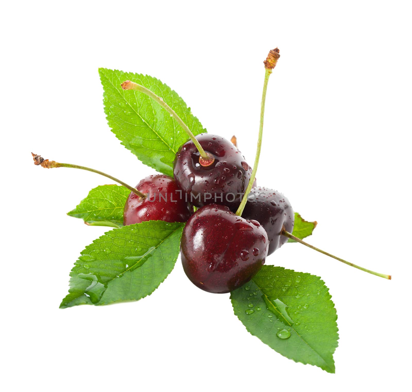 wet ripe cherries with leaves by Alekcey