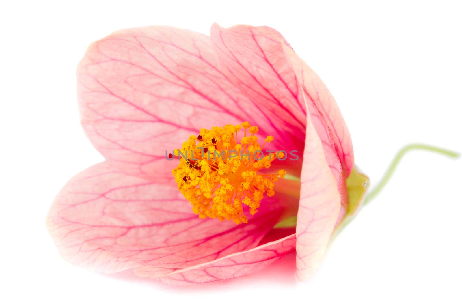 close-up pink flower by Alekcey