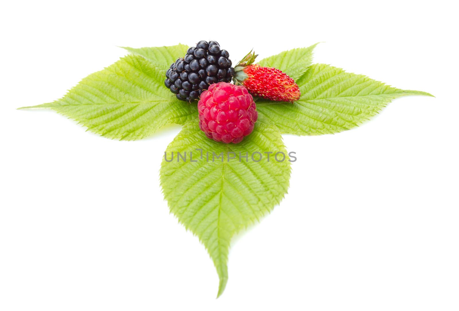 strawberry, blackberry and raspberry on leaf, isolated on white