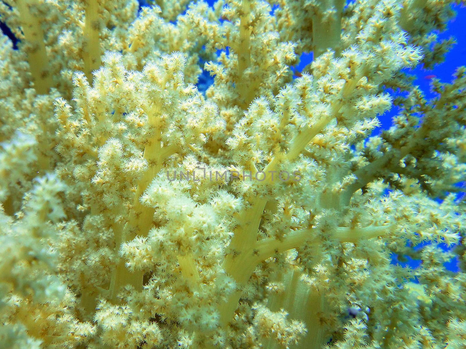 Soft coral 4 by georg777