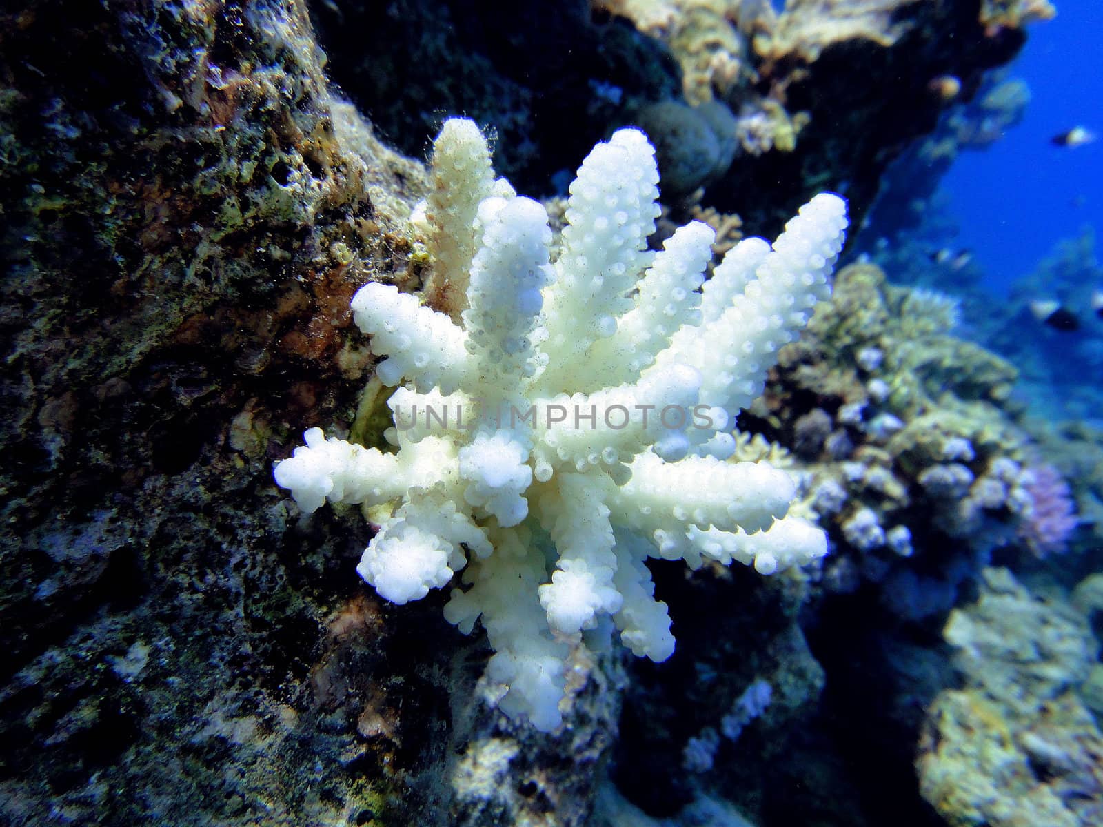 Unusual white coral by georg777