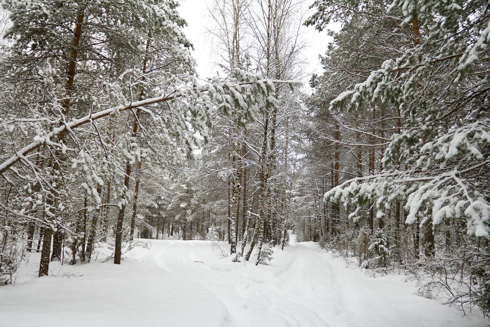 winter coniferous forest, covered with snow