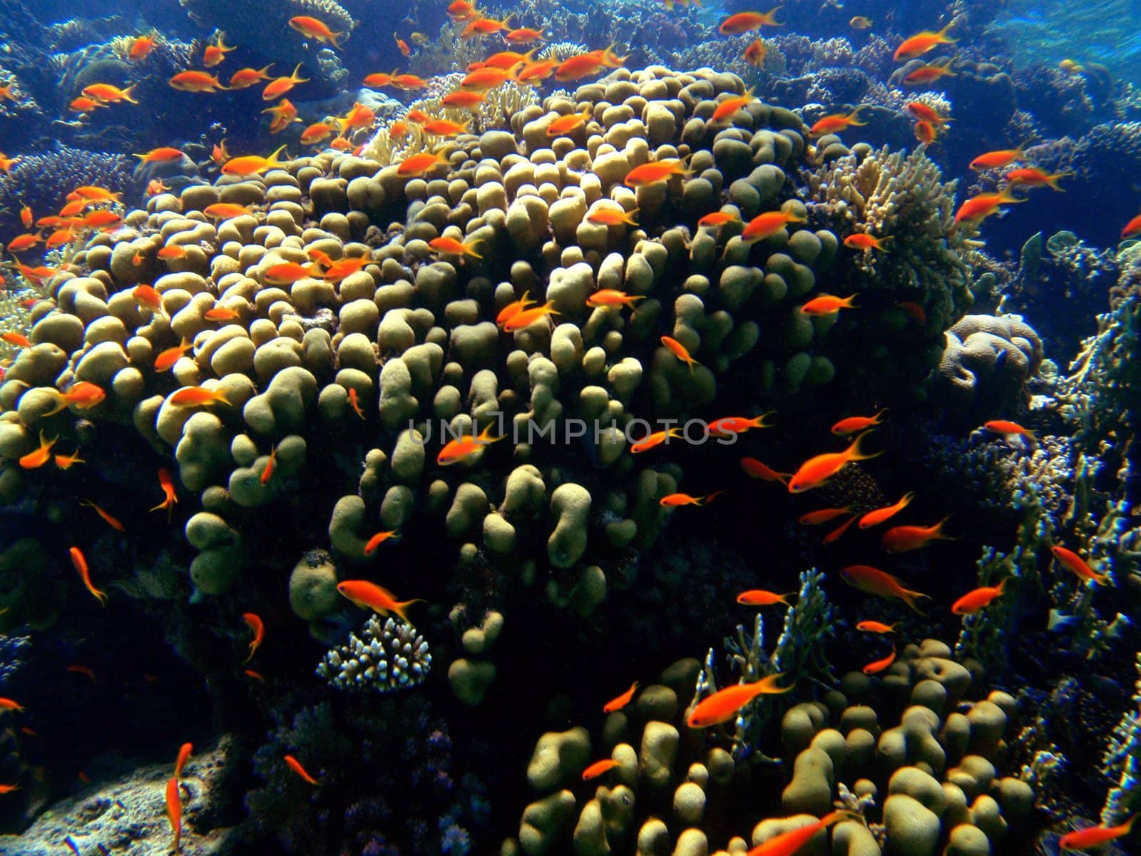 Red fishes in Red sea 4 by georg777