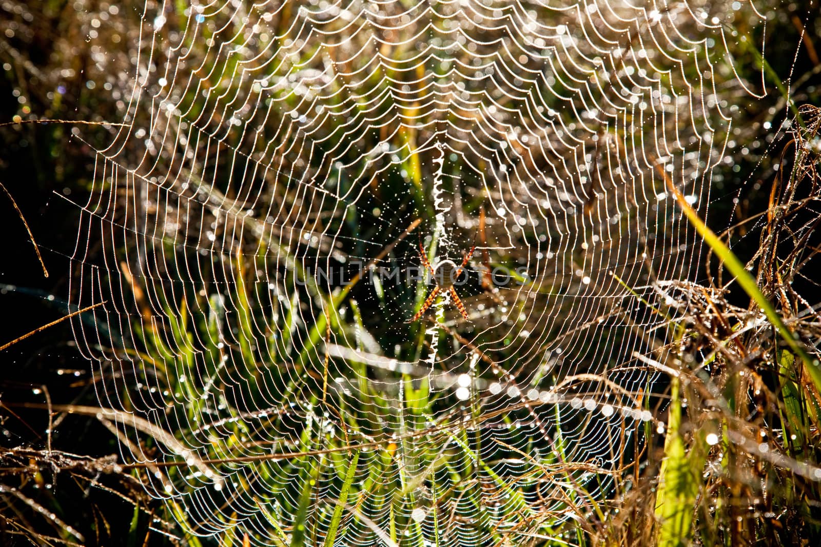 Spider awaiting its prey on a web