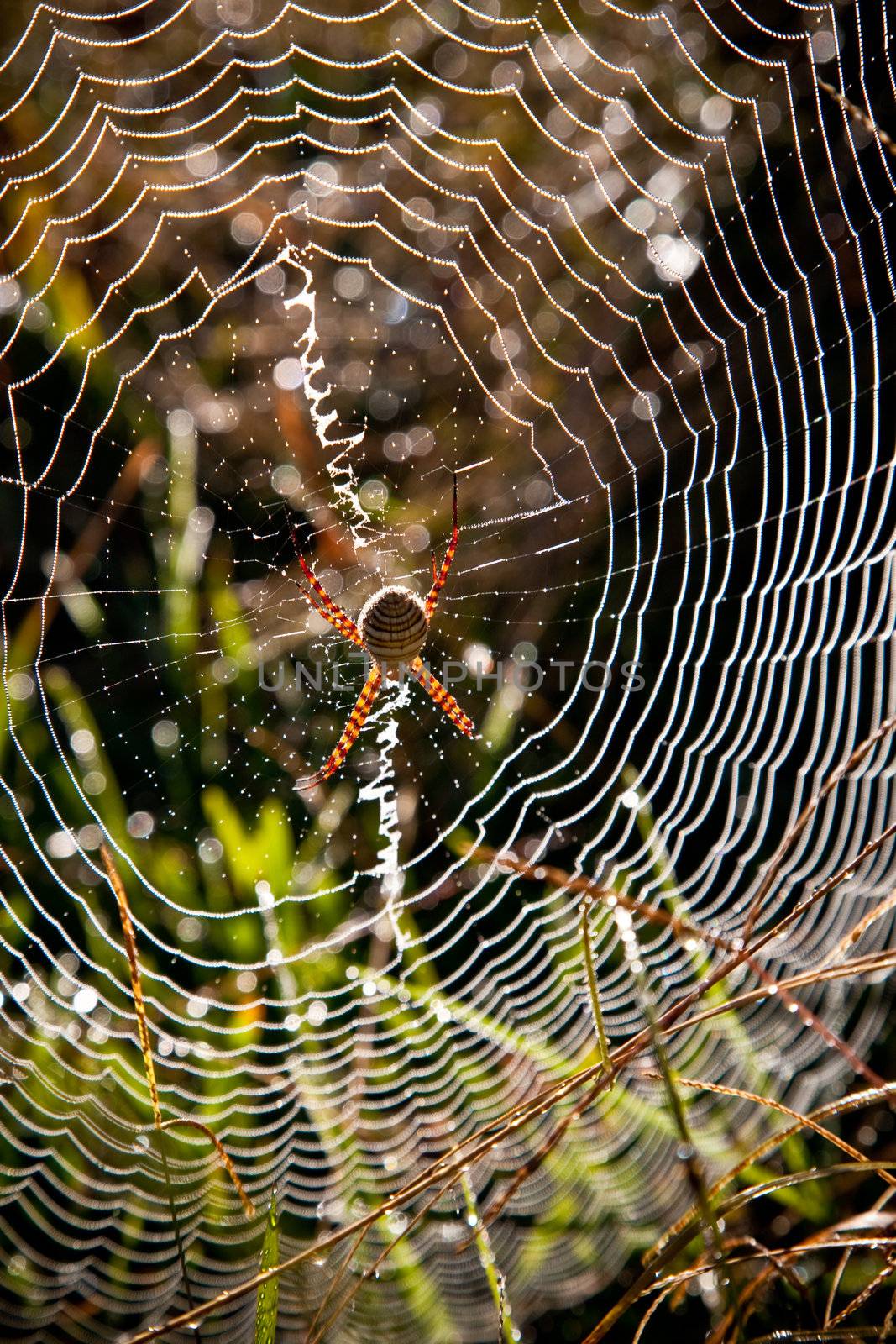 Sider building its web to catch food