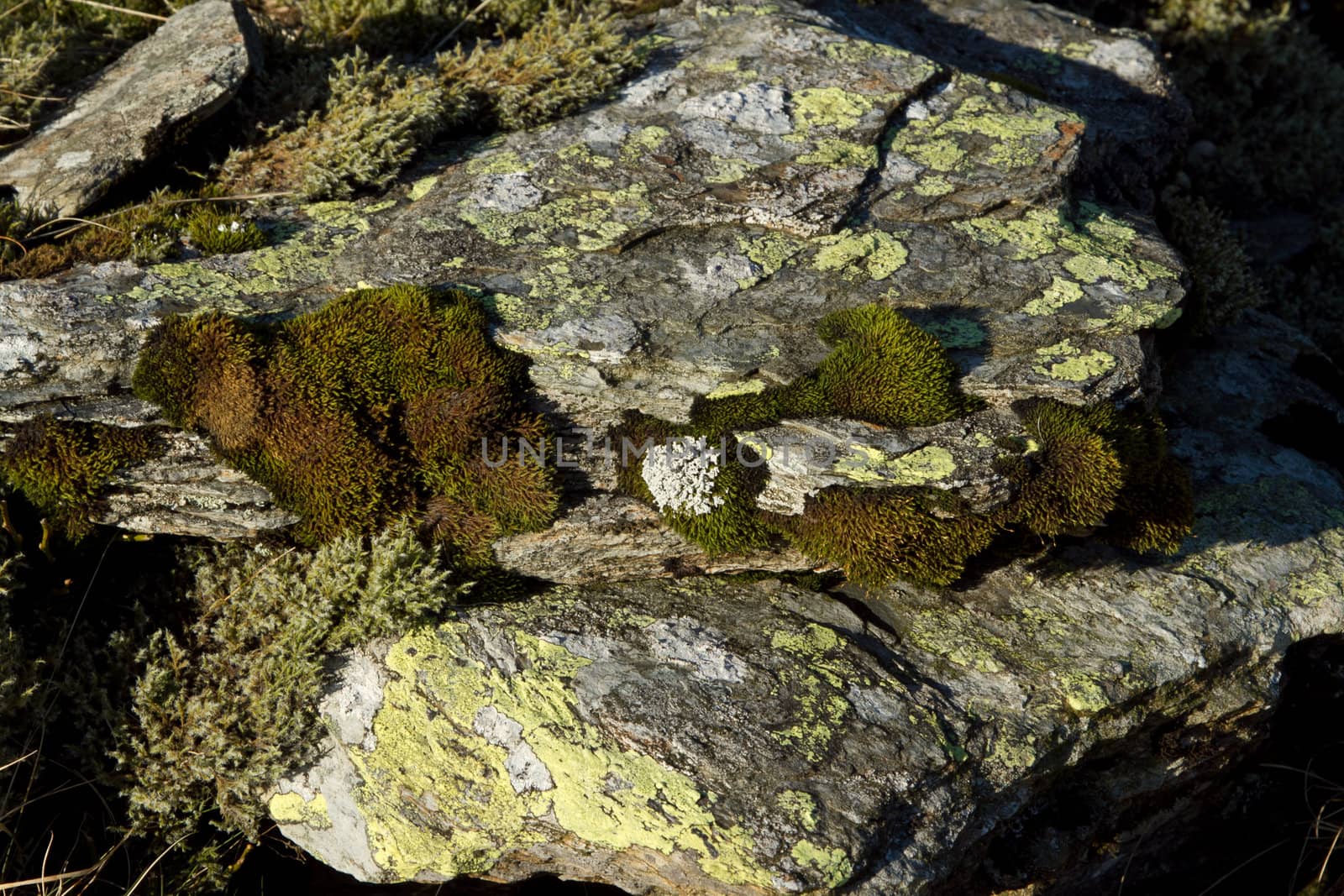 Mixed mosses and map lichen, rhizocarpon geographicum, growing in colonies on rock.