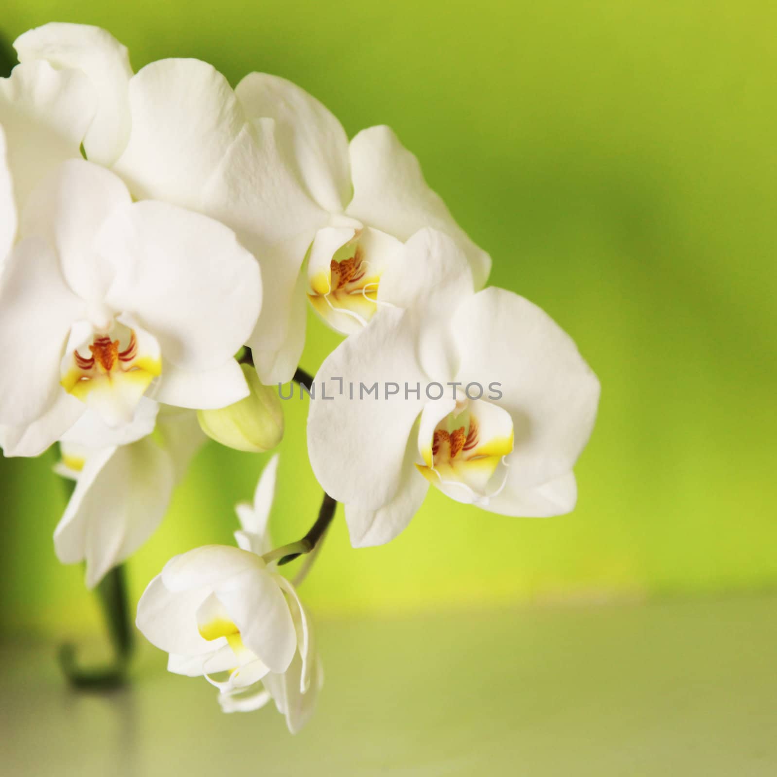 Orchid on a green background - square